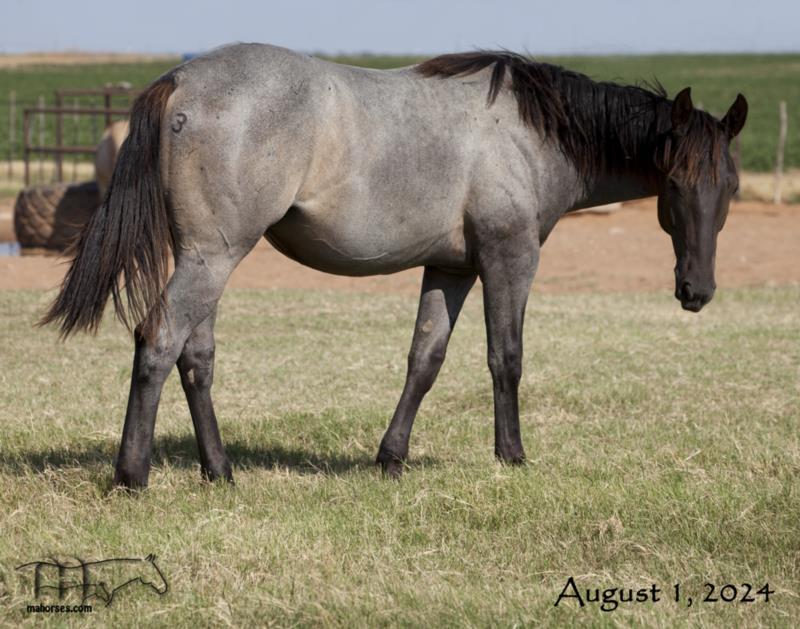 Wyo Blue Dragoon's 2023 Blue Roan Stallion